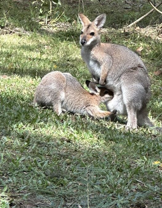 So many special wildlife moments